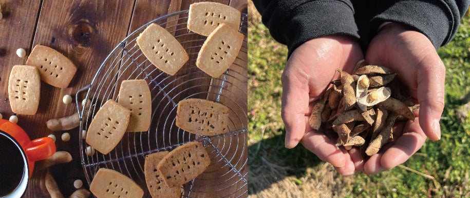 「太陽光パネルの元で育った大豆のコーヒー」と「米粉で作った豆乳おからクッキー」が新発売。のサブ画像3