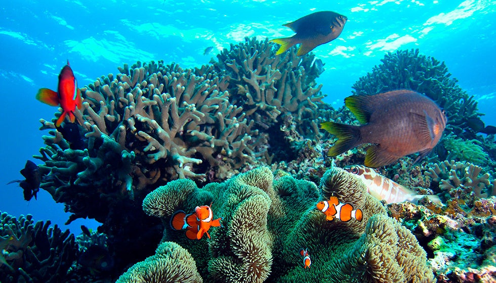 【沖縄　ザ・テラスホテルズ】アラムコ沖縄サンゴ礁保全基金　サンゴ養殖移植助成事業始動のお知らせのサブ画像1