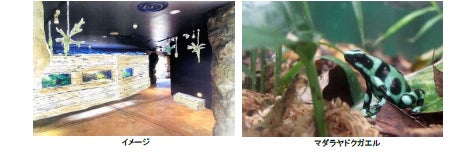 東京大学三崎臨海実験所と横浜・八景島シーパラダイスが知っているようで知らなかった海の多様な生物を解き明かす【２０２２年７月１６日（土）オープン】のサブ画像11