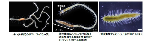 東京大学三崎臨海実験所と横浜・八景島シーパラダイスが知っているようで知らなかった海の多様な生物を解き明かす【２０２２年７月１６日（土）オープン】のサブ画像6