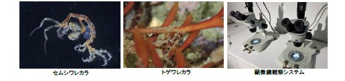 東京大学三崎臨海実験所と横浜・八景島シーパラダイスが知っているようで知らなかった海の多様な生物を解き明かす【２０２２年７月１６日（土）オープン】のサブ画像7