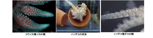 東京大学三崎臨海実験所と横浜・八景島シーパラダイスが知っているようで知らなかった海の多様な生物を解き明かす【２０２２年７月１６日（土）オープン】のサブ画像8