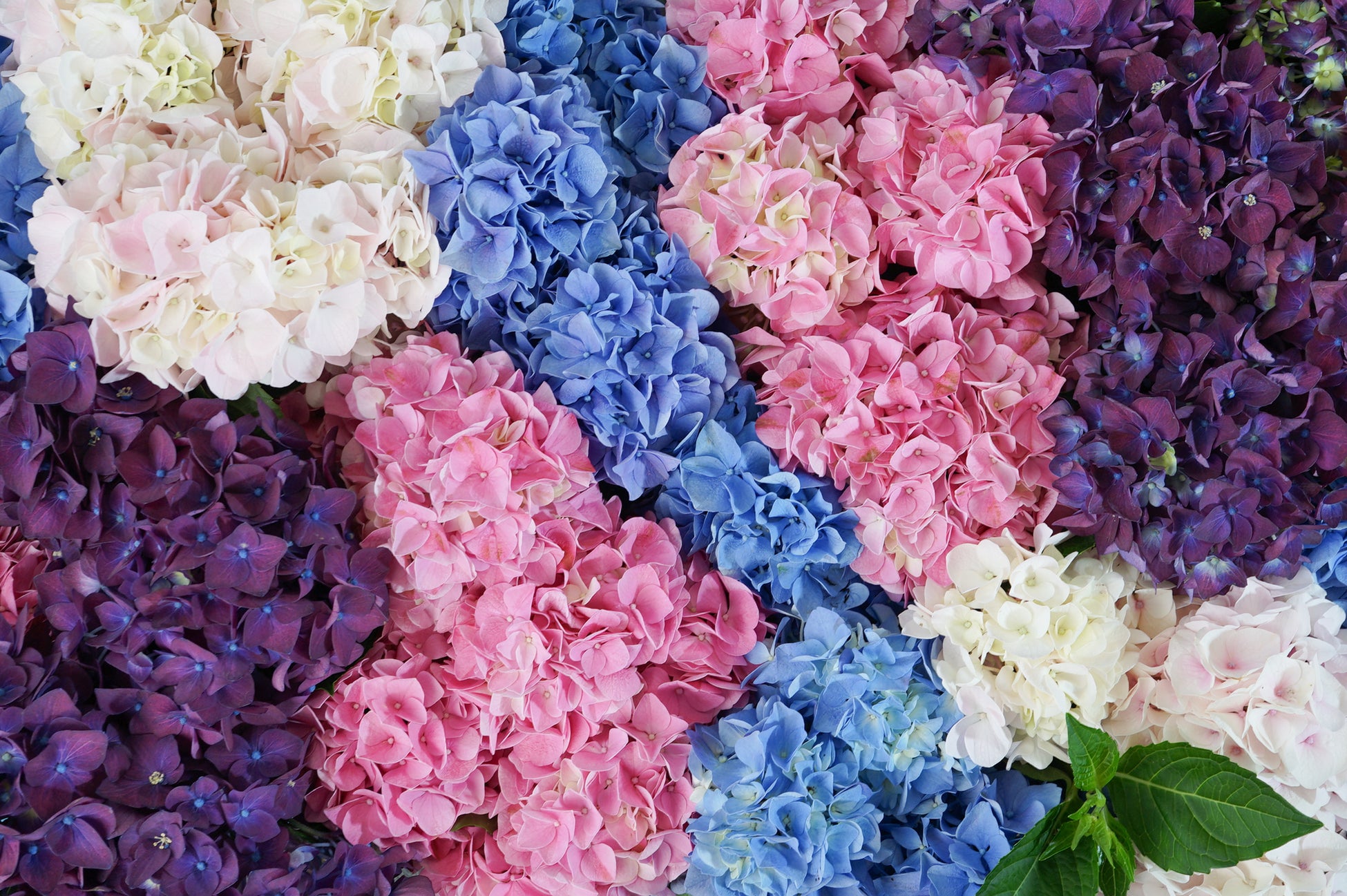 ウクライナ情勢・コロナの影響を受けた国内花き産業者を救済。花のサブスク「HitoHanaのお花の定期便」が、物流混乱により需要期を逃したアジサイを応援販売のサブ画像3_物流混乱により開花が遅れた「アジサイ」