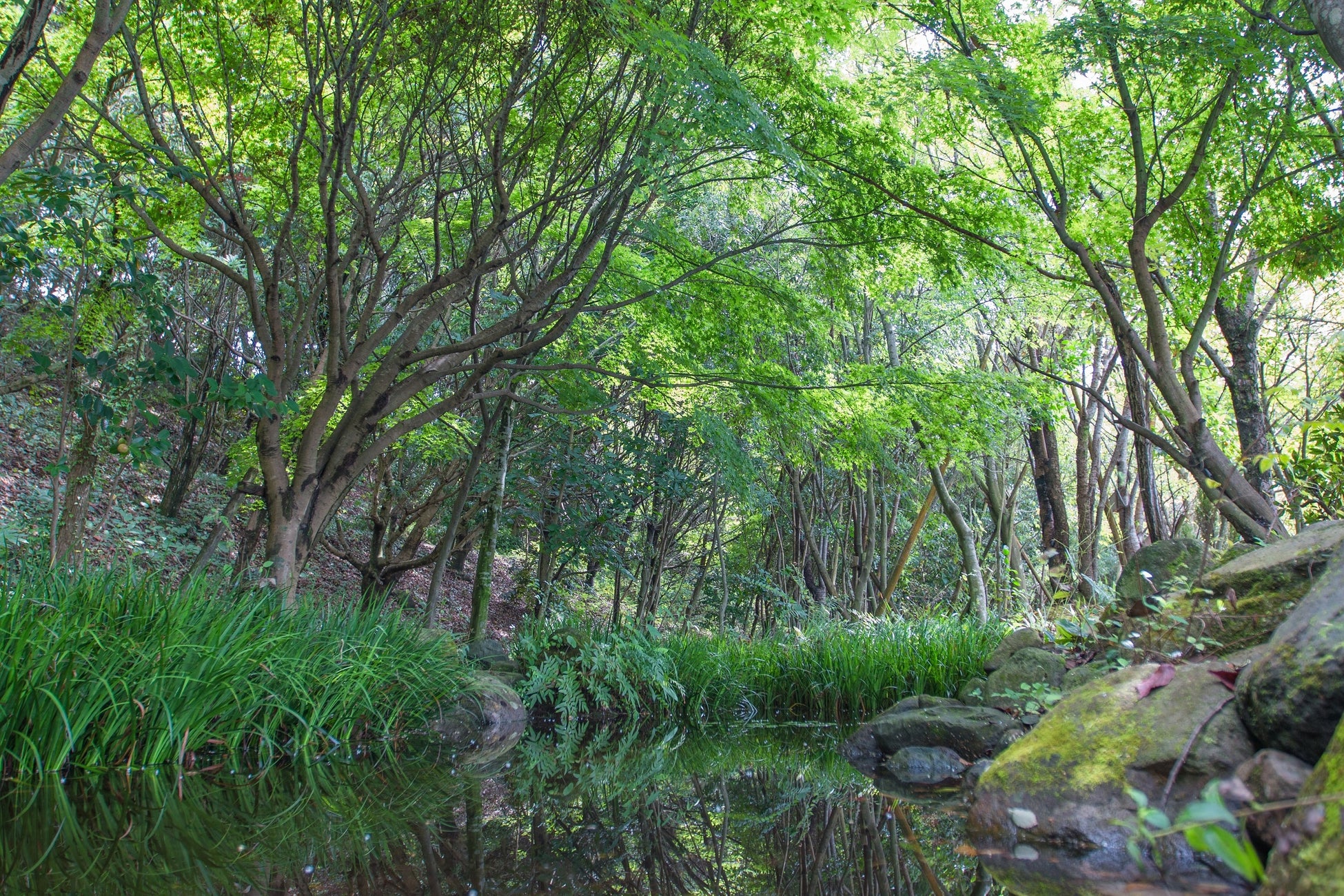大分キヤノンマテリアルが第24回日本水大賞 経済産業大臣賞受賞　キヤノングループで持続可能な水資源の利用に向けた取り組みを実施のサブ画像5_生物多様性保全活動の一環で事業所内に造ったアカテガニが生息する「カニの森」　