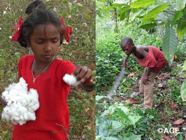 子どもには労働ではなく教育を。ACE SDGsプロジェクト2022開始のお知らせのサブ画像4_左：インドのコットン畑の児童労働／右：ガーナのカカオ畑の児童労働