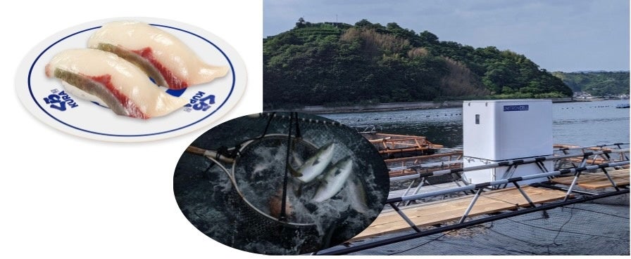 ウミトロン、くら寿司と協働しAIスマート給餌機によるハマチ養殖に日本初成功。「特大切り AIはまち」として、全国くら寿司にて6月24日（金）から限定販売。のサブ画像1