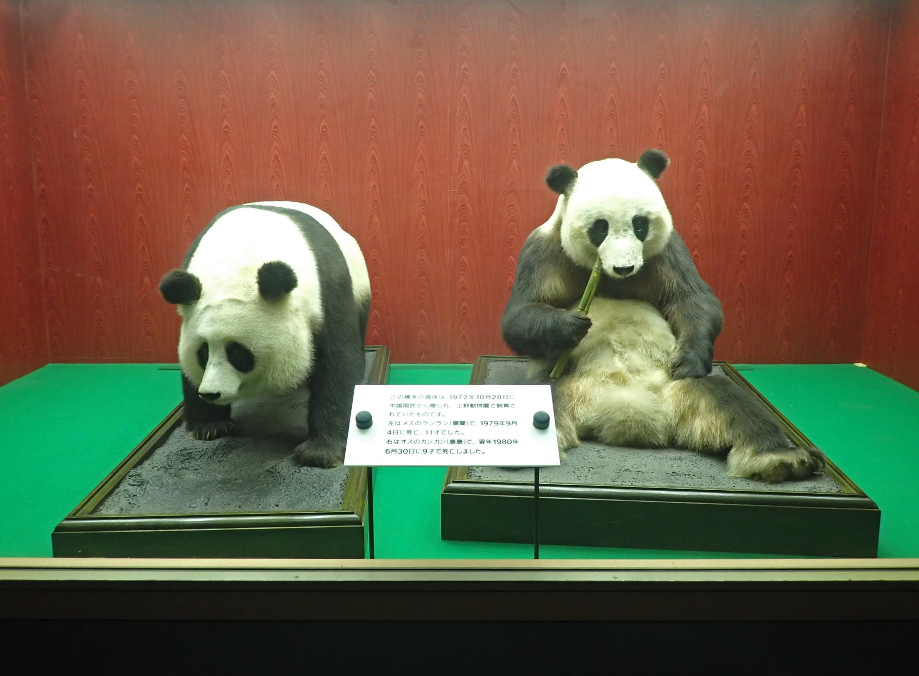 パンダのカンカン・ランランが新国立劇場に！こどものためのバレエ劇場『ペンギン・カフェ』公演・特別展示のご案内のサブ画像3_ジャイアントパンダ「カンカン」「ランラン」の剥製 （画像提供：（公財）東京動物園協会）
