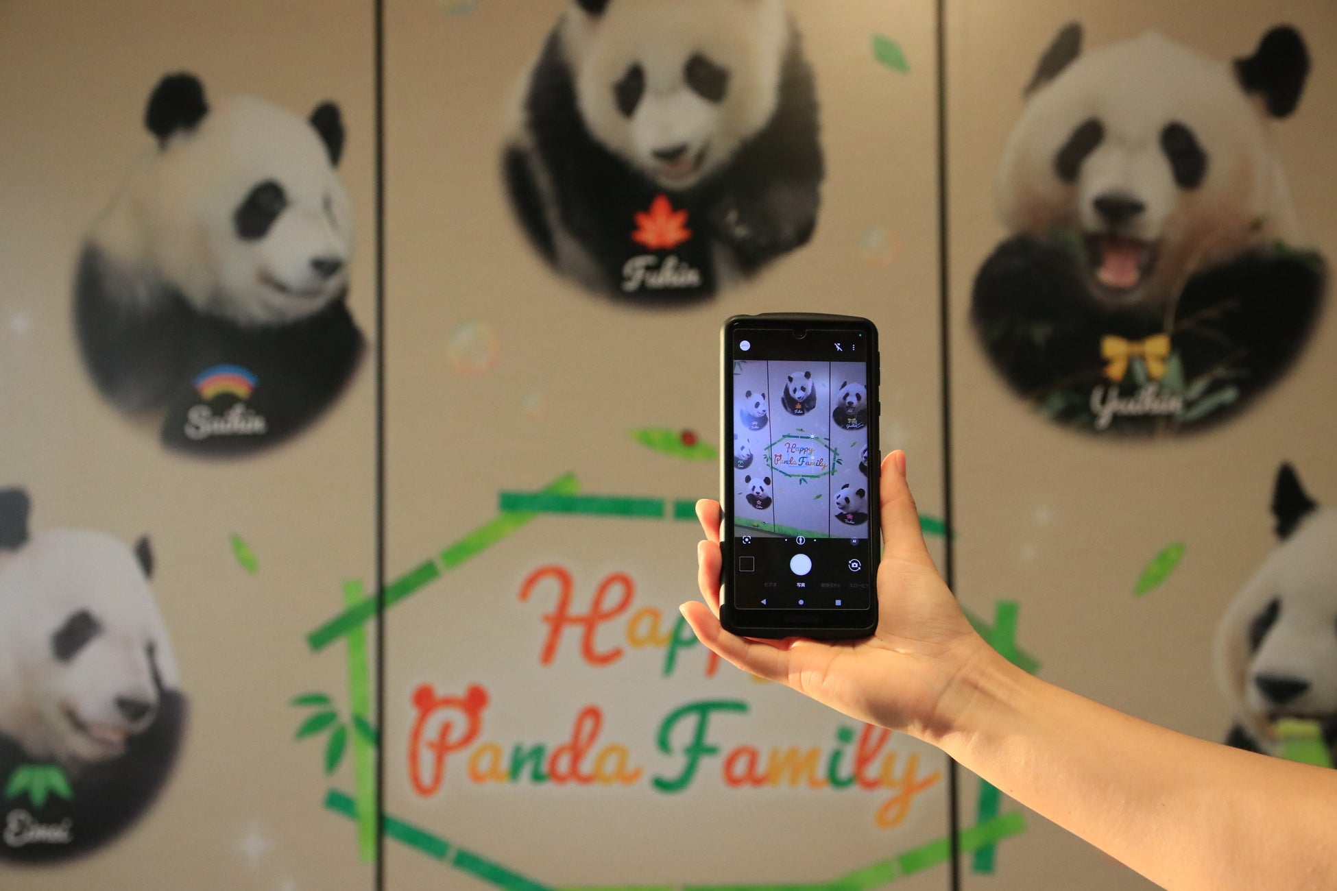 南紀白浜マリオットホテル　寝ても覚めてもパンダ尽くし　宿泊プラン「Happy  Panda  Family Stay」を発売のサブ画像3_動くフォトフレームイメージ