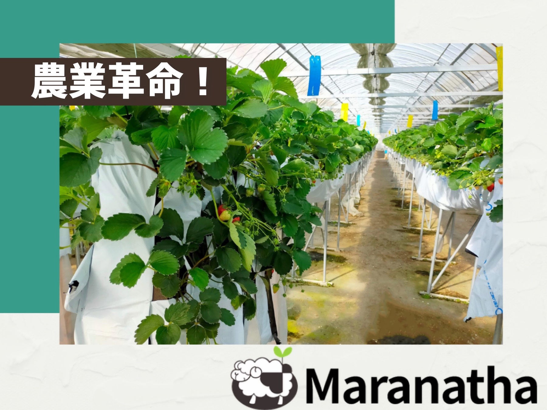 農業革命！マラナタの垂直栽培法でムダのない効率的なイチゴ栽培！！のサブ画像1