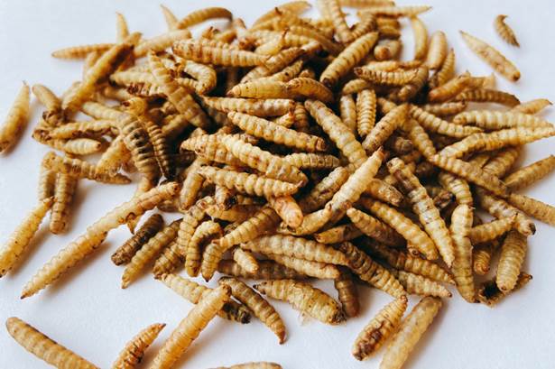 【新商品情報】昆虫食の大本命！　食用に特化したアメリカミズアブの幼虫。販売開始！のメイン画像