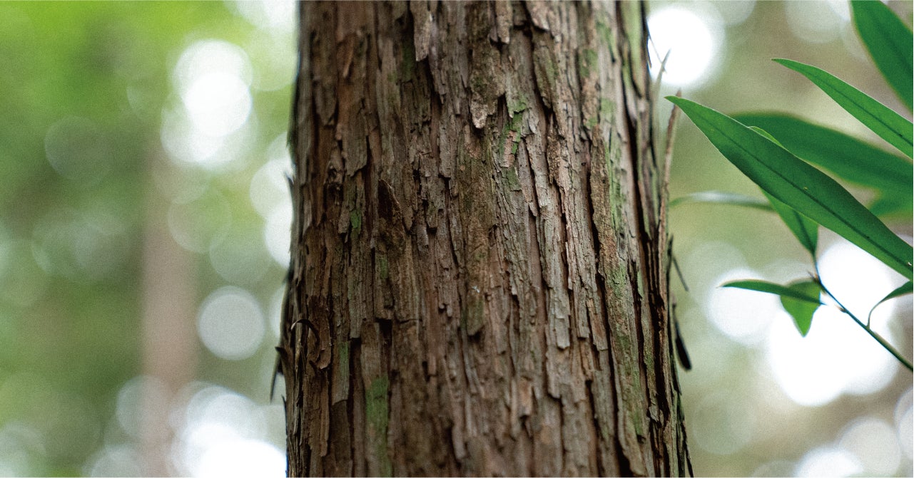森林保全に直接貢献できる観葉植物『MODRINAE-戻り苗-』。昨年度に続き、販売が決定。どんぐりから植林の苗木を育てるプロダクト。のサブ画像6