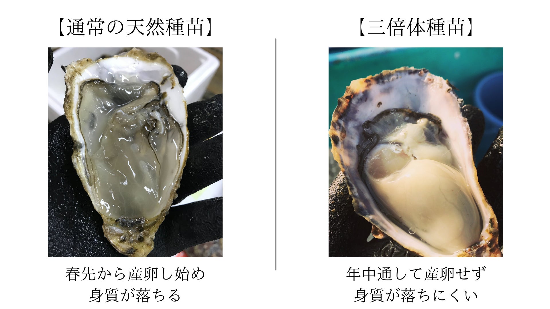 【東大講義コラボ】牡蠣食う客を募るデジタルマーケティング大会開催のお知らせのサブ画像4