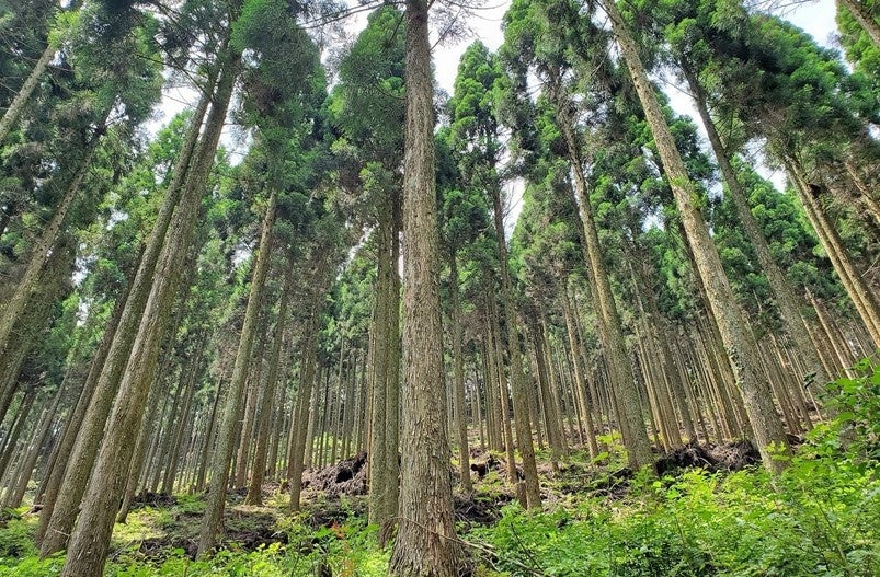 バーチャルオンリー株主総会で排出されたCO2を実質ゼロに！熊本県小国町等の森林によるカーボン・オフセットで総会運営の脱炭素を推進のサブ画像2_熊本県小国町のアステリアの森