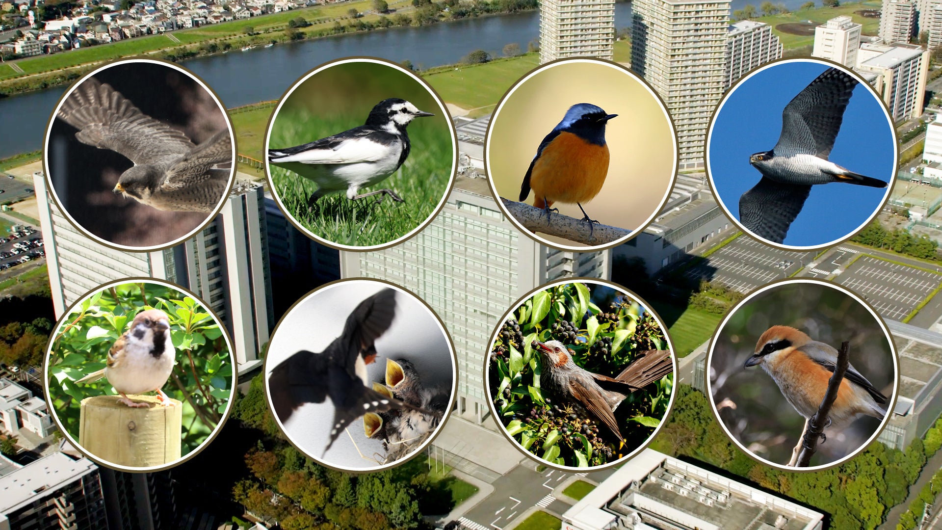 鳥をテーマとした生物多様性保全活動「キヤノンバードブランチプロジェクト」の紹介映像を公開！のサブ画像2_本社敷地内でこれまでに36種類の野鳥を確認！