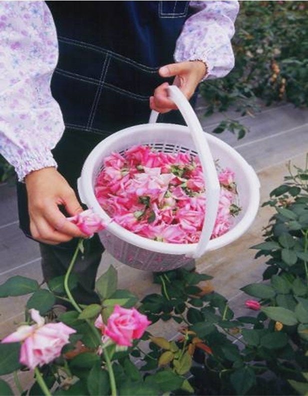 廃棄部位を有効活用、棘・茎の成分と、6種のバラの花びらの成分配合 バラ園生まれのスキンケア「フリーリア」リニューアル発売のサブ画像16_摘み取りの様子