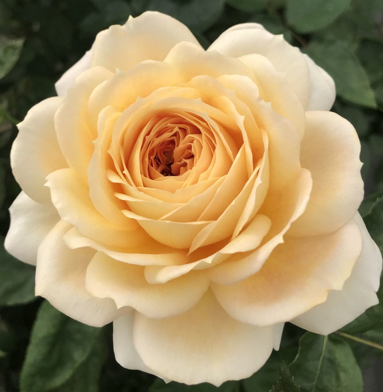 廃棄部位を有効活用、棘・茎の成分と、6種のバラの花びらの成分配合 バラ園生まれのスキンケア「フリーリア」リニューアル発売のサブ画像3_キャラメルアンティーク