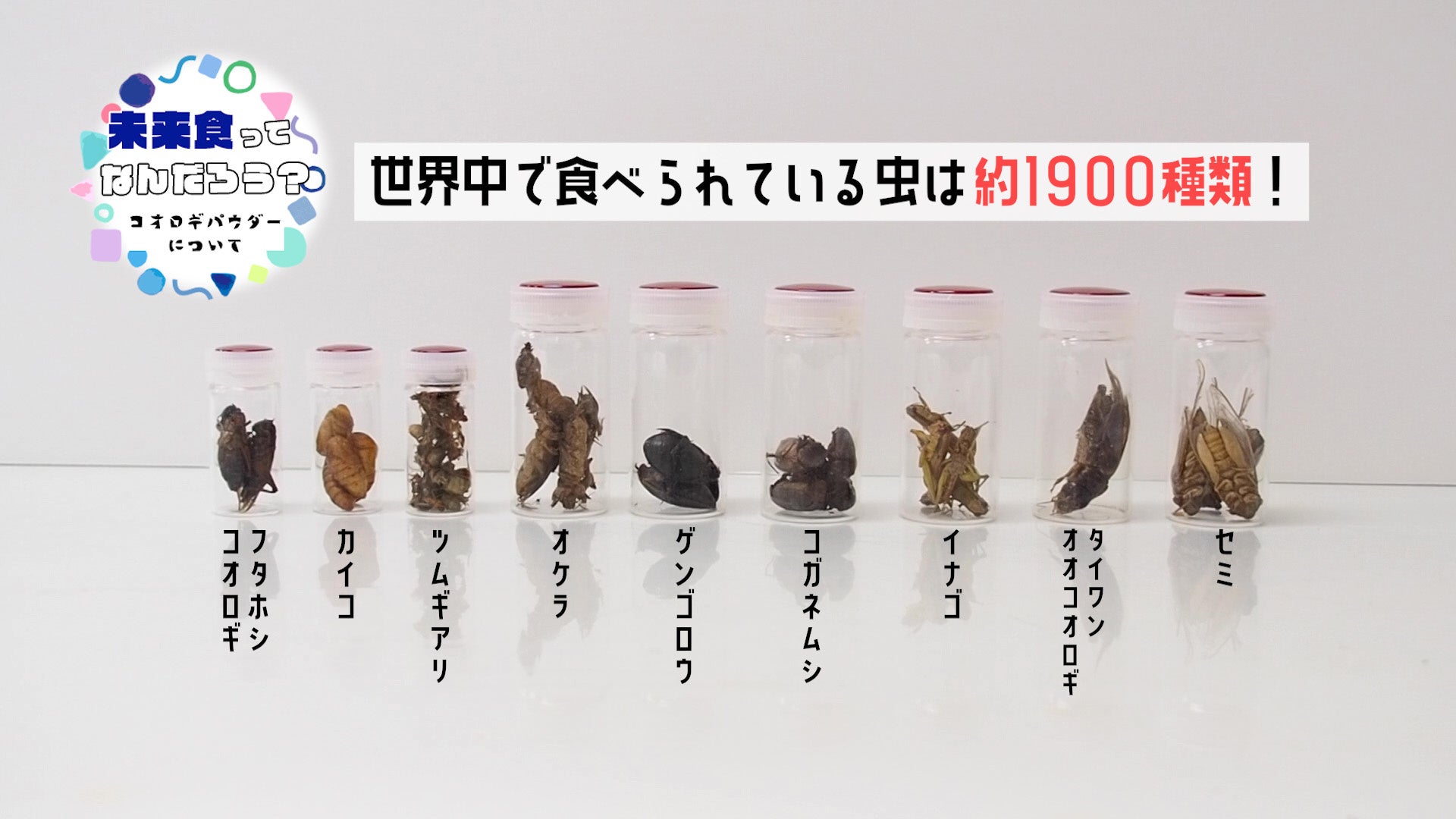 【夏休みの小学生向け】昆虫食の自由研究オンラインイベントを開催！食用コオロギが育てられてパンになるまでを見学　7月31日（日）14：00〜のサブ画像4