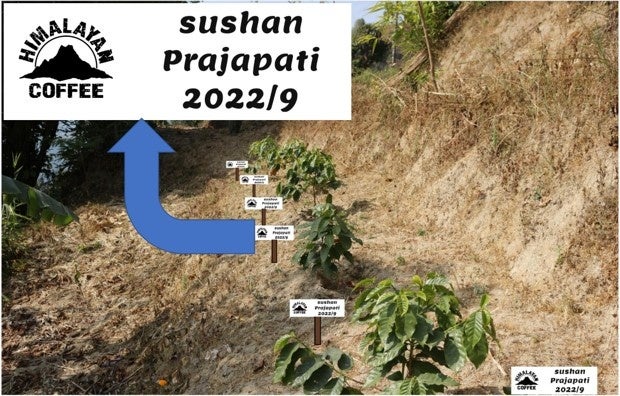 コーヒーの木のネーミングライツを買って ネパールのコーヒー農家を支援しませんか？「Naming Rights for coffee tree in Napal」の募集を今月からスタートしました！のサブ画像1
