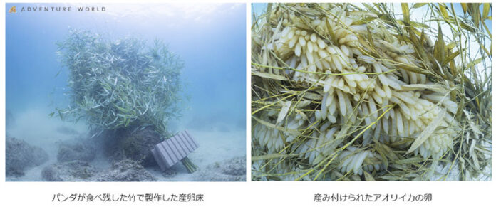 “パンダバンブープロジェクト”海底に設置したジャイアントパンダが食べ残した竹にアオリイカが産卵しました！のメイン画像