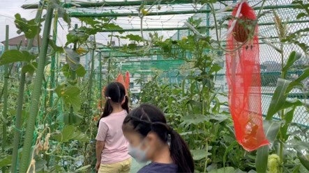 小学校の屋上農園「野菜の森」で、夏野菜の収穫100キロチャレンジ！のサブ画像2