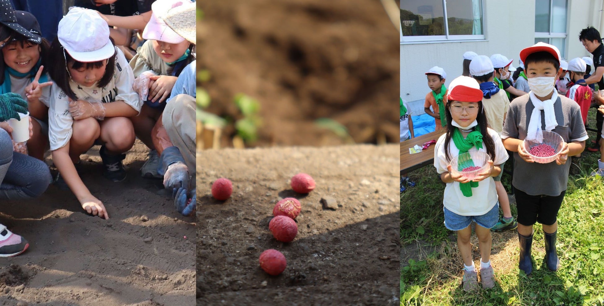 【相模原市】市内小学校の3年生が「幻の大豆」を育てますのサブ画像1