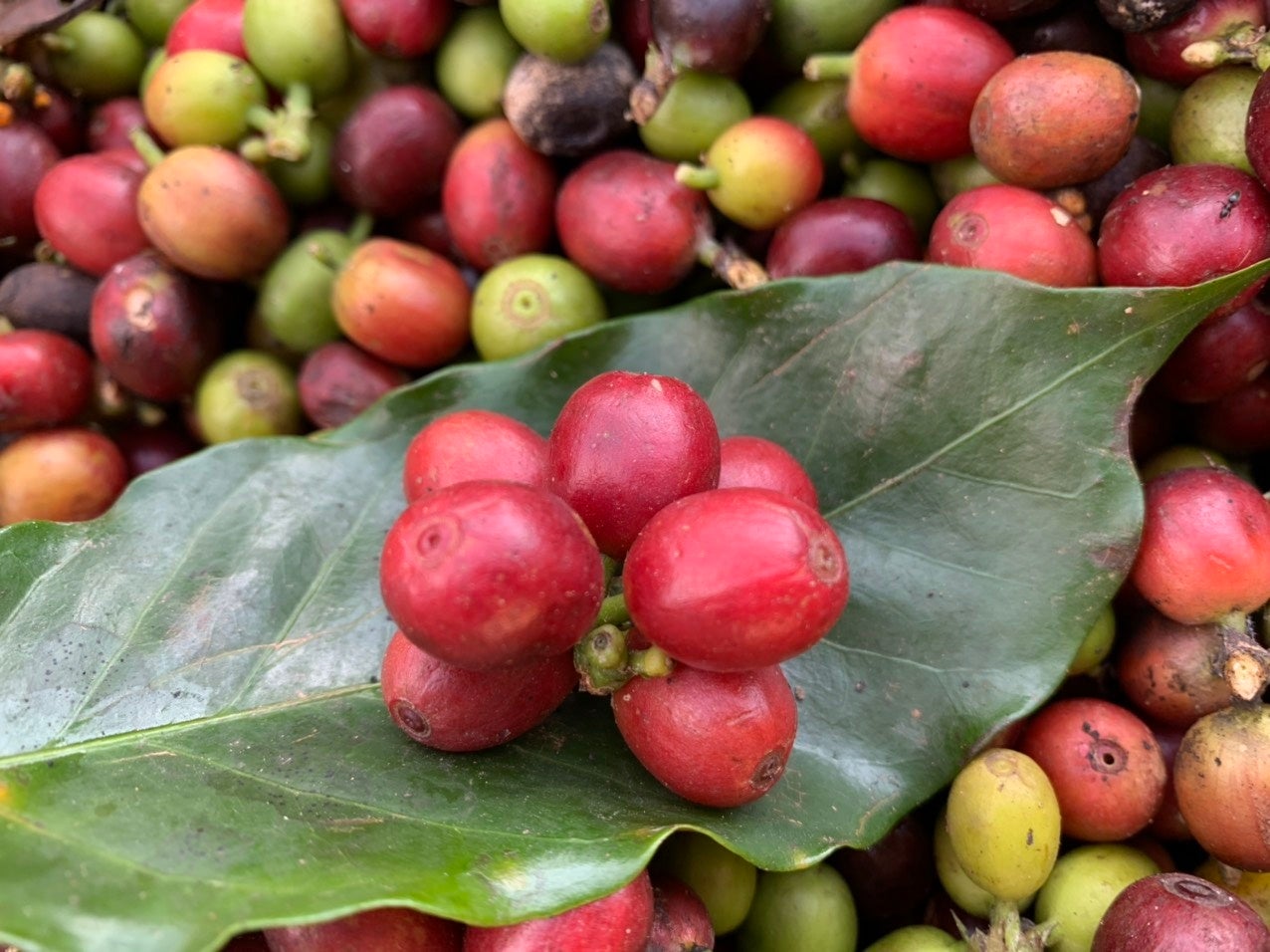 【イオンの輸入食品専門店カフェランテ】 よりよい未来のために、人や社会、環境に配慮したサステナブルなコーヒー豆「ベトナム・ソンラ」を新発売のサブ画像2