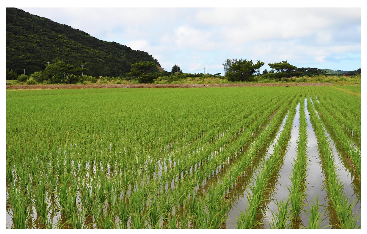 【達成率500%突破！】伊平屋島産の米で醸す、沖縄復帰記念の特別な『沖縄テロワール泡盛』先行販売いよいよ7/16（土）まで。のサブ画像10