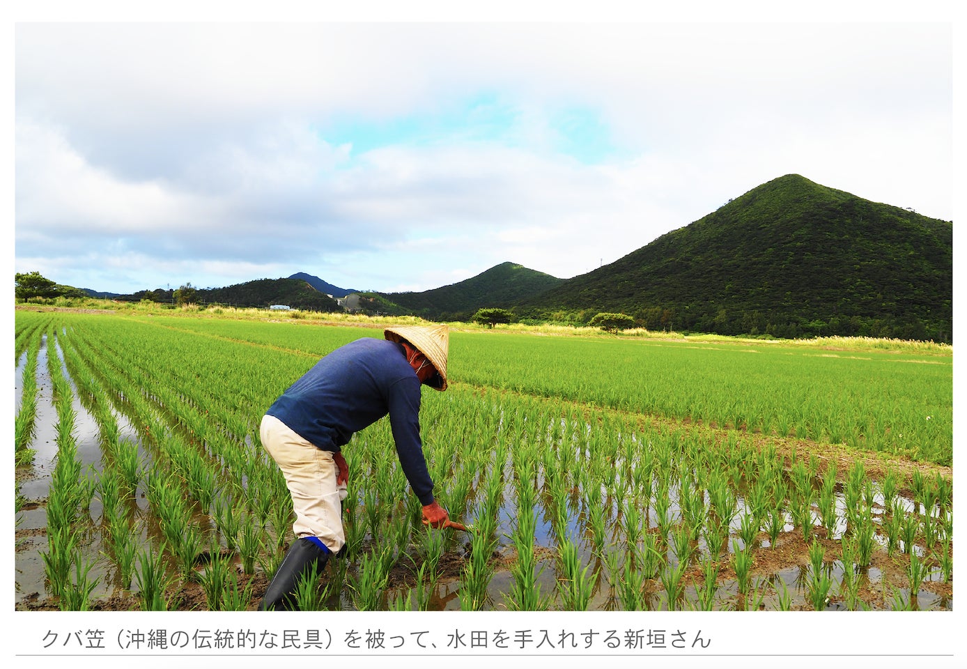 【達成率500%突破！】伊平屋島産の米で醸す、沖縄復帰記念の特別な『沖縄テロワール泡盛』先行販売いよいよ7/16（土）まで。のサブ画像7