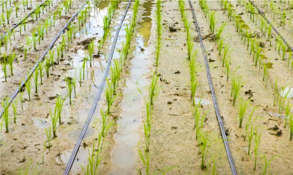 イスラエル発アグリテック企業「ネタフィム」が米生産市場に参入のサブ画像2_田植え後、水を落として点滴灌水システムおよび点滴チューブを設置した直後の様子
