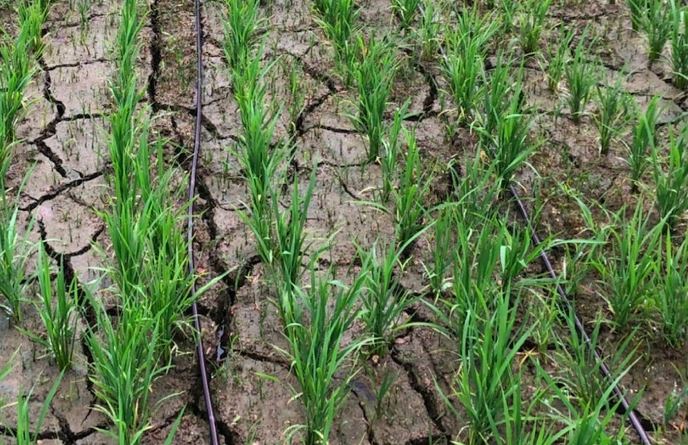 イスラエル発アグリテック企業「ネタフィム」が米生産市場に参入のサブ画像3_点滴灌水システム導入後、1ヶ月が経過した様子。乾いた田に、点滴チューブから灌水され、成長している。