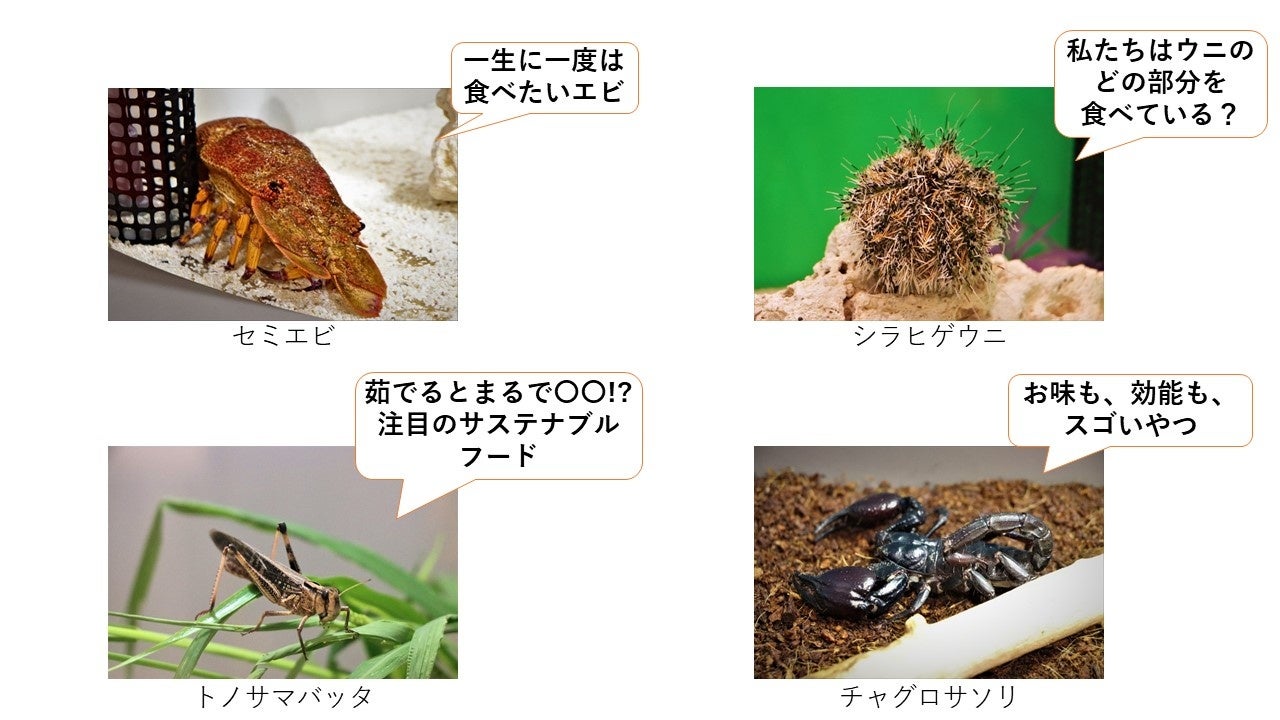 オオグソクムシや様々な昆虫を食べながら「食」について学べる「魅惑のおいすご 実食イベント」8月12日（金）～8月14日（日）・23日（火）のサブ画像17