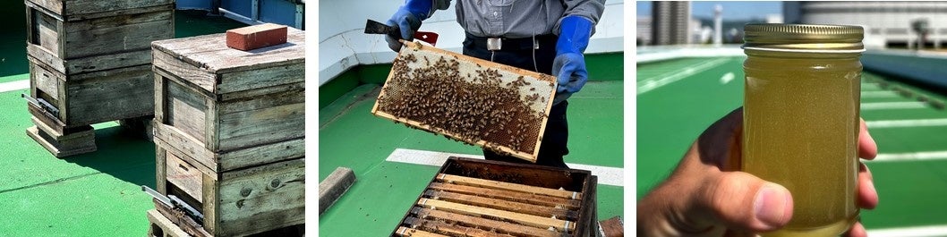 【神戸ポートピアホテル】人工島ポートアイランドで初めての養蜂のサブ画像3