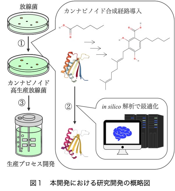 バイオプロセス×AIのdigzyme、放線菌宿主によるカンナビノイド化合物生産システム実証プロジェクトがNEDO事業に採択のサブ画像3