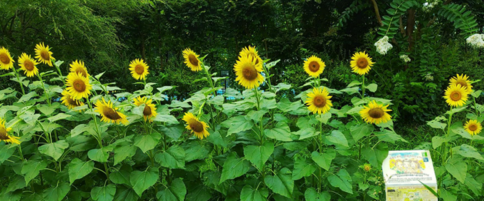 【ひまわり満開！】神奈川県立保土ヶ谷公園の花壇ボランティア活動のメイン画像