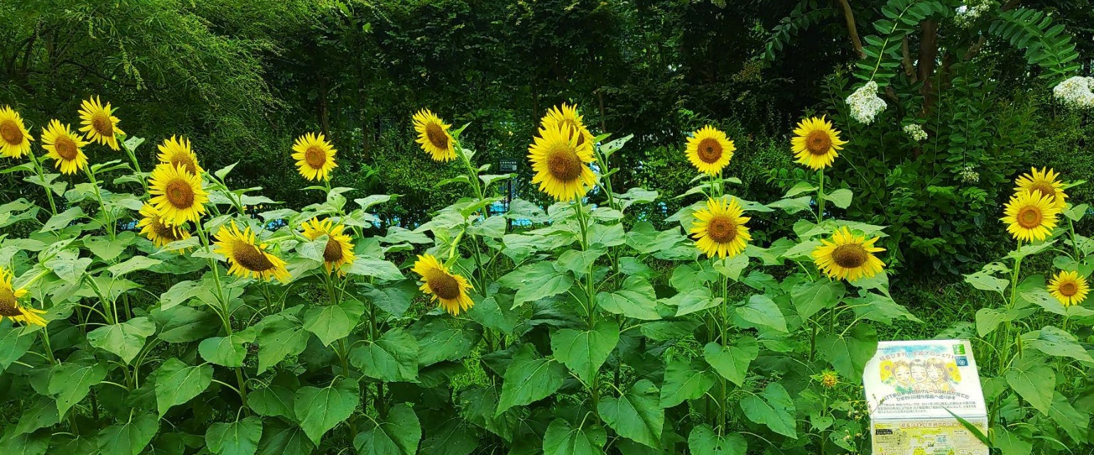 【ひまわり満開！】神奈川県立保土ヶ谷公園の花壇ボランティア活動のサブ画像1