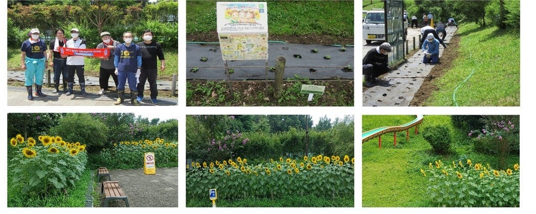 【ひまわり満開！】神奈川県立保土ヶ谷公園の花壇ボランティア活動のサブ画像2