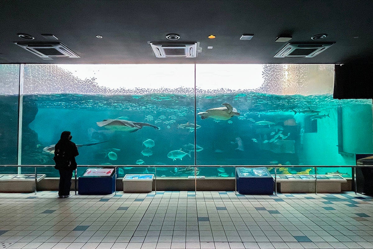 【神戸市立須磨海浜水族園】こどもたちと海の自然や生きものについて考えるクイズラリー＆ワークショップイベント 「CODOMO SUMA CLUB Vol.1」 開催のサブ画像3_波の大水槽