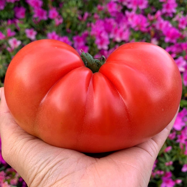 捨てられる野菜をゼロに！『市場に出回らない本当は美味しい規格外トマト』を使用した《トマト糀の無水カレー》で切り開く、熱い農家の未来計画【記者発表会のご案内】のサブ画像2