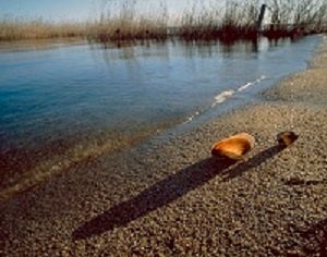 【琵琶湖ホテル】 滋賀県出身の写真家 今森光彦氏写真展「琵琶湖水系と共に生きる」9月1日(木)～10月31日（月）開催のサブ画像4_【砂浜に打ち上げられたカラスガイ】