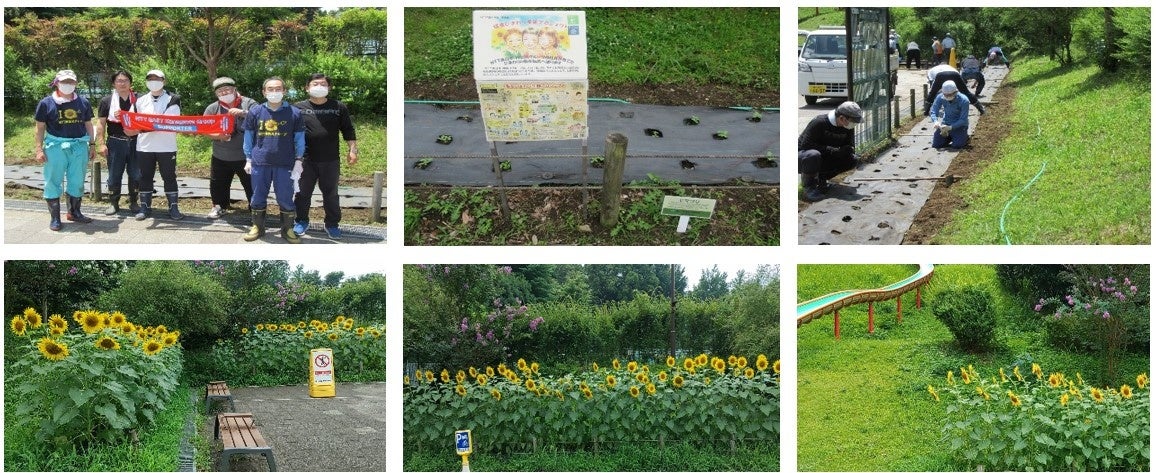【ひまわり満開！】神奈川県立保土ヶ谷公園の花壇ボランティア活動 ～収穫したひまわりの種は、東日本大震災復興支援に役立てます～のサブ画像2