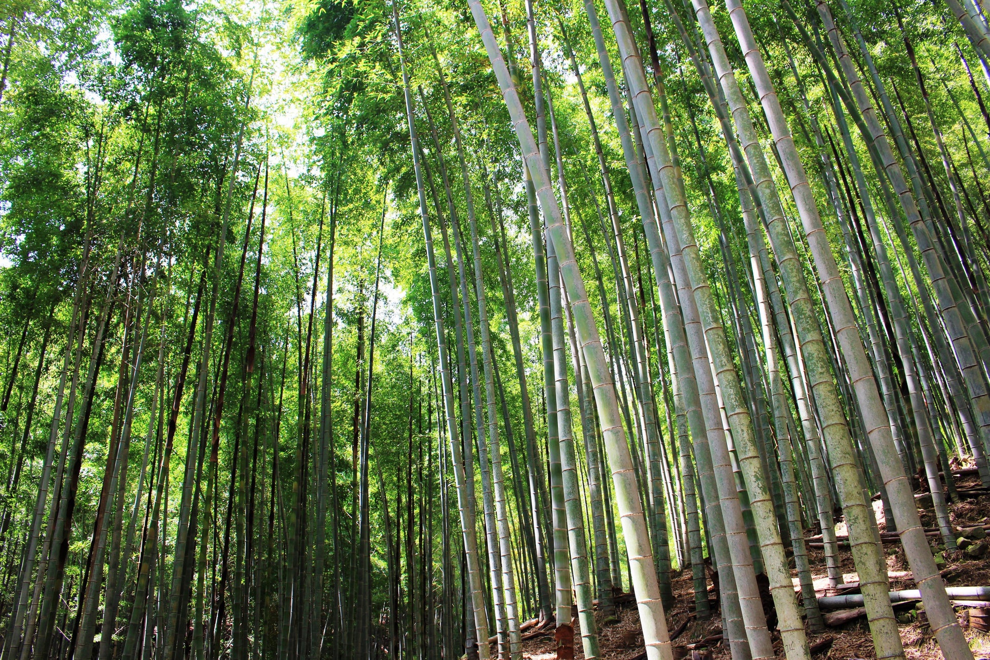 環境にやさしい、地球にやさしい「竹紙」から考える、「紙」が地球にできることのサブ画像5