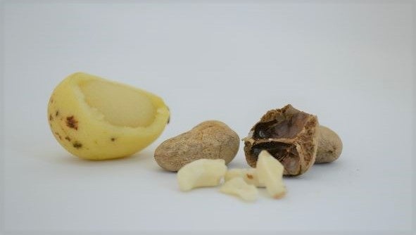 アフリカの神の木「マルラ」から採れる「食べるマルラオイル」新発売　　　　　　　　　　　　　　　　　　　　　　　　のサブ画像7_マルラの実