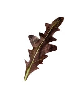 有機ＪＡＳ認証農場で育った「一番摘み」幼葉のみを使用「有機ベビーリーフ 小袋」９月２６日リフレッシュのサブ画像2_レッドオーク