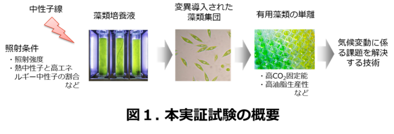 気候変動問題を解決する藻類育種技術の実証実験を開始のメイン画像