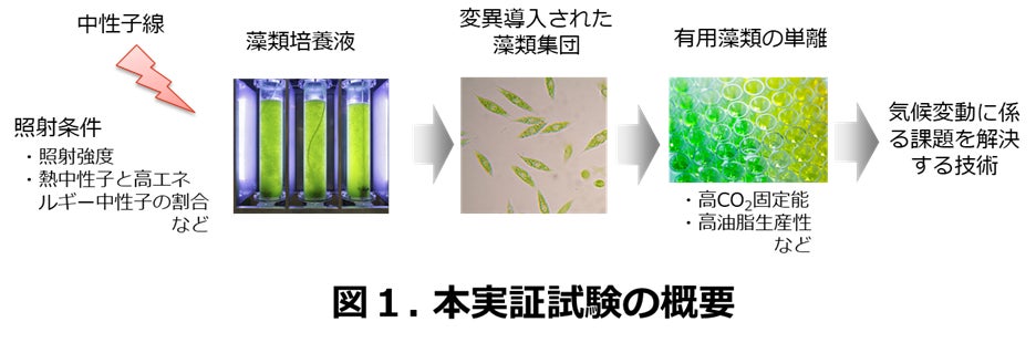 気候変動問題を解決する藻類育種技術の実証実験を開始のサブ画像1