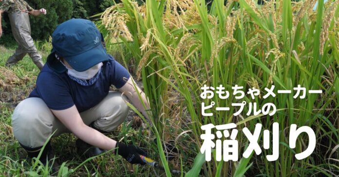 バイオマスプラスチックの原料となる「お米」の収穫に、おもちゃメーカー社員が初挑戦！体験から始めるSDGｓアクションのメイン画像