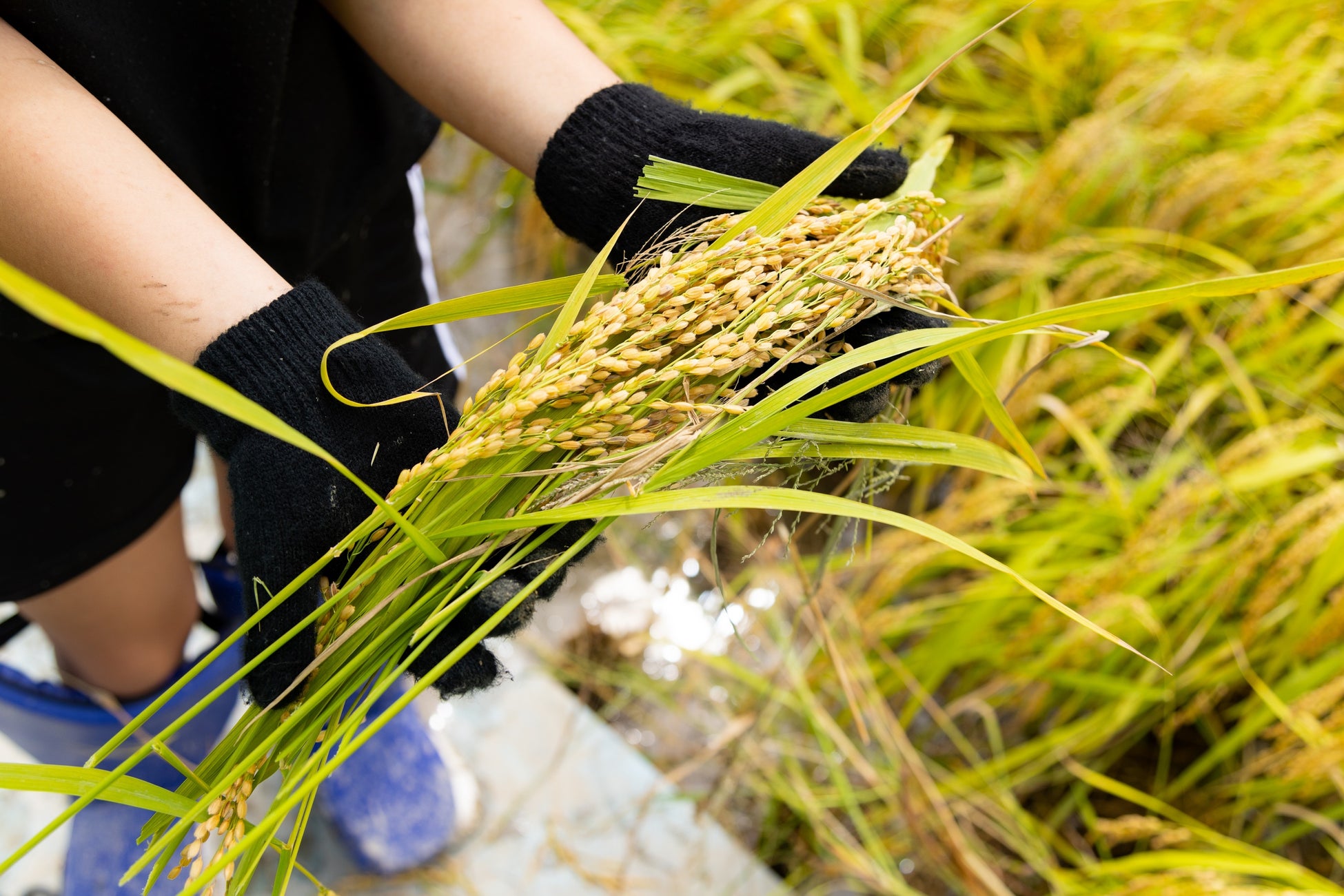 【こどもスマイリング・プロジェクト】食品ロス、エシカル消費について学ぶ『職業体験型食育プログラム 稲刈り体験』を開催のサブ画像1_稲刈り１