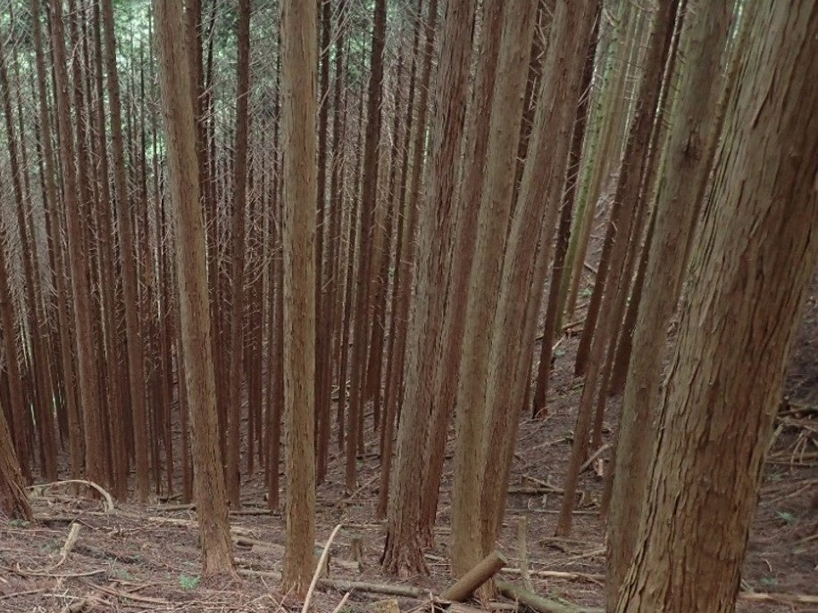 植林・育林専門集団「青葉組」が、不採算森林の買取サービスを開始！のサブ画像2_間伐など手入れが遅れ多様性も低い