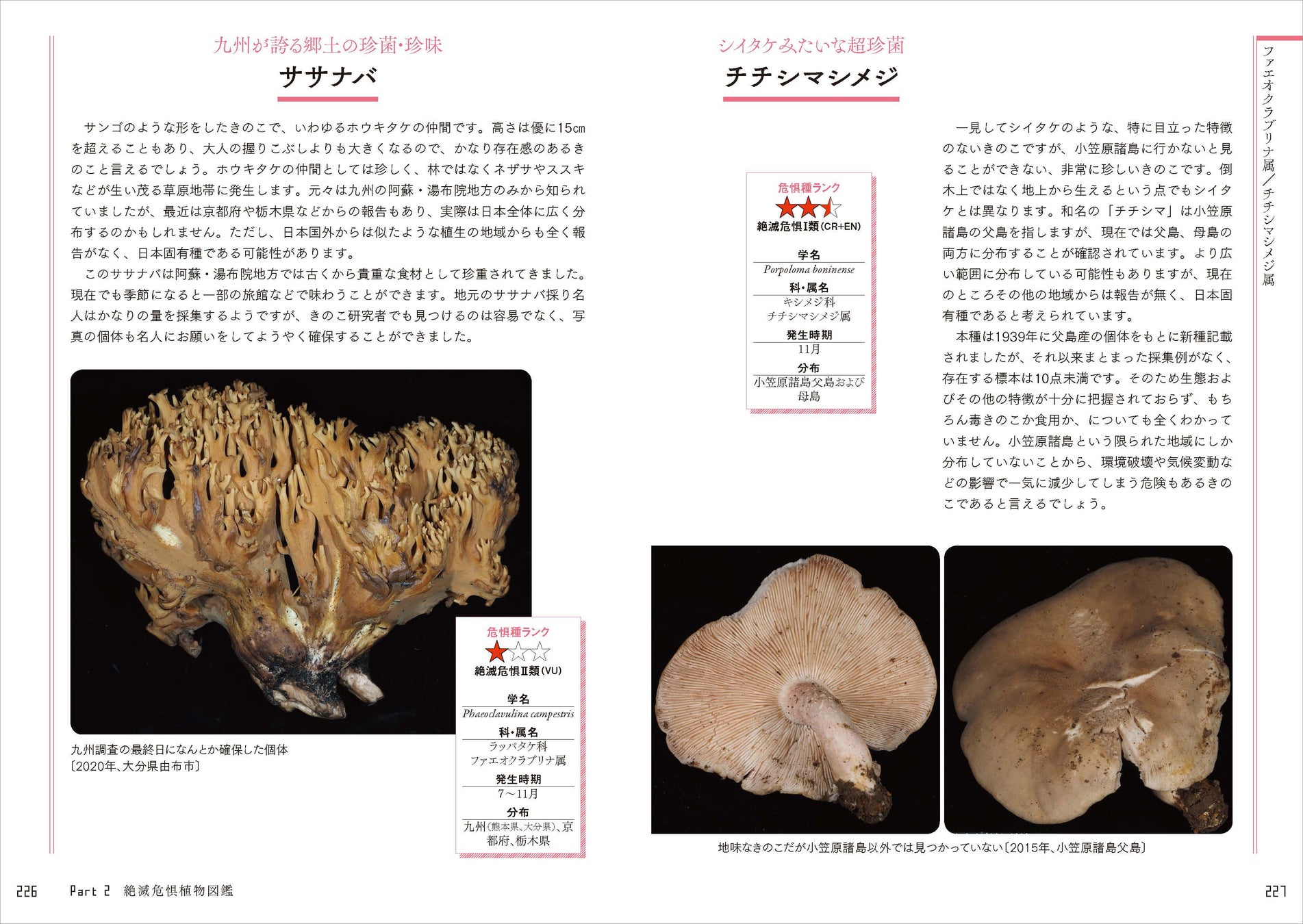 日本の絶滅危惧種の半分以上は植物！ 好評の植物ガイドブックに第2弾が登場。『さらに知っておきたい日本の絶滅危惧植物図鑑』が発売。のサブ画像10_専門家でも探すことが難しいきのこ「ササナバ」