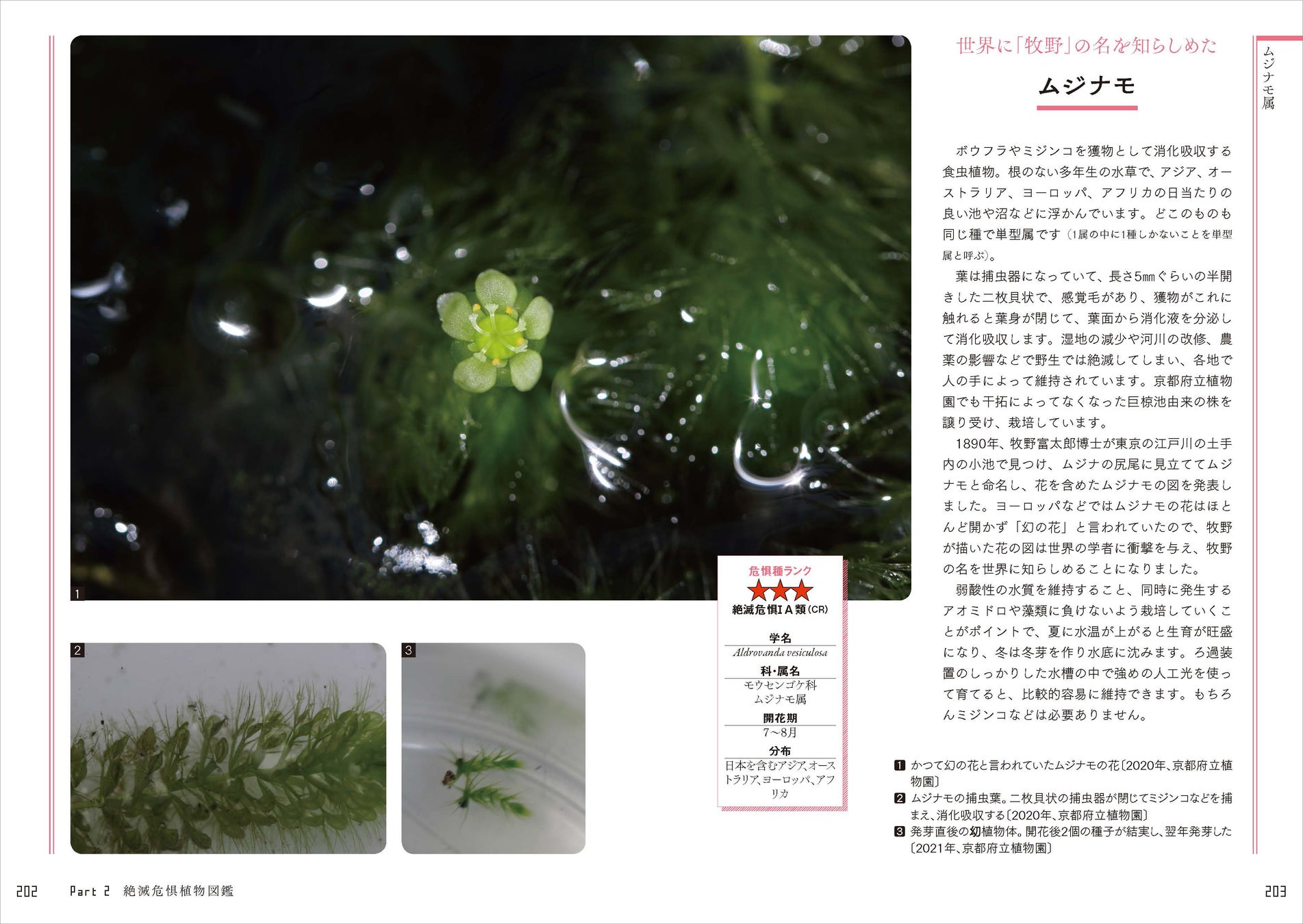 日本の絶滅危惧種の半分以上は植物！ 好評の植物ガイドブックに第2弾が登場。『さらに知っておきたい日本の絶滅危惧植物図鑑』が発売。のサブ画像3_世界に牧野富太郎の名前を知らしめた「ムジナモ」